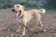 PITIU, Hund, Mischlingshund in Italien - Bild 21