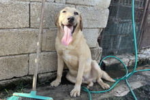 PITIU, Hund, Mischlingshund in Italien - Bild 22