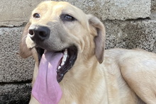 PITIU, Hund, Mischlingshund in Italien - Bild 24