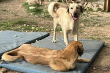 PITIU, Hund, Mischlingshund in Italien - Bild 3