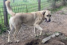 PITIU, Hund, Mischlingshund in Italien - Bild 5