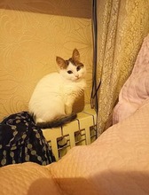 NELLY, Katze, Hauskatze in Bulgarien - Bild 1