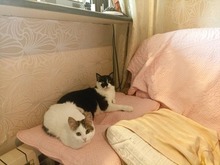 NELLY, Katze, Hauskatze in Bulgarien - Bild 4