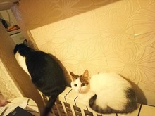 NELLY, Katze, Hauskatze in Bulgarien - Bild 8