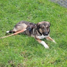 NELLY, Hund, Griechischer Schäferhund-Mix in Duisburg - Bild 5