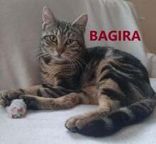 BAGIRA, Katze, Europäisch Kurzhaar in Bulgarien