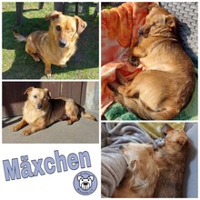 MÄXCHEN, Hund, Mischlingshund in Ribnitz-Damgarten - Bild 1