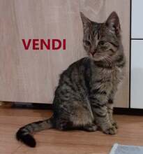 VENDI, Katze, Europäisch Kurzhaar in Bulgarien - Bild 1