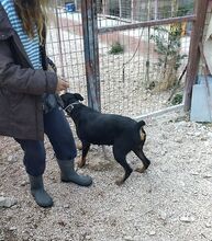 LISSY, Hund, Mischlingshund in Griechenland - Bild 2