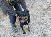 LISSY, Hund, Mischlingshund in Griechenland - Bild 3
