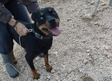 LISSY, Hund, Mischlingshund in Griechenland - Bild 4