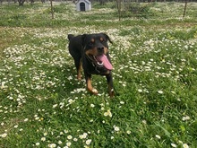 LISSY, Hund, Mischlingshund in Griechenland - Bild 7