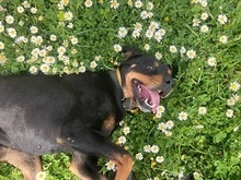 LISSY, Hund, Mischlingshund in Griechenland - Bild 9