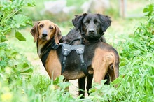 SOSO, Hund, Mischlingshund in Oldenburg - Bild 2