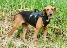 SOSO, Hund, Mischlingshund in Oldenburg - Bild 3