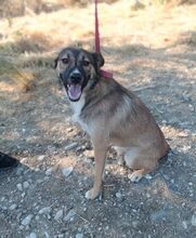 AUREL, Hund, Mischlingshund in Griechenland - Bild 1