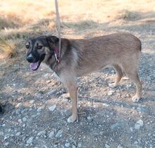 AUREL, Hund, Mischlingshund in Griechenland - Bild 2