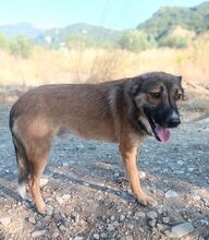 AUREL, Hund, Mischlingshund in Griechenland - Bild 3