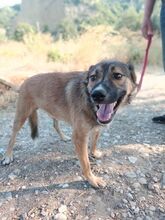 AUREL, Hund, Mischlingshund in Griechenland - Bild 4