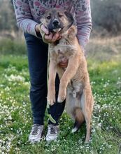 AUREL, Hund, Mischlingshund in Griechenland - Bild 8