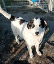 AVALON, Hund, Mischlingshund in Griechenland - Bild 1