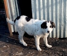 AVALON, Hund, Mischlingshund in Griechenland - Bild 2