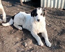AVALON, Hund, Mischlingshund in Griechenland - Bild 3