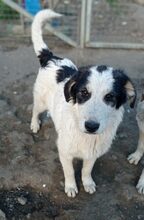 AVALON, Hund, Mischlingshund in Griechenland - Bild 4