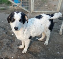 AVALON, Hund, Mischlingshund in Griechenland - Bild 5