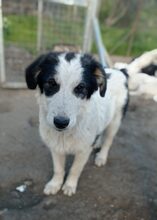 AVALON, Hund, Mischlingshund in Griechenland - Bild 6
