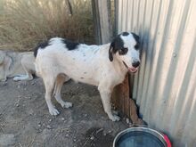 AVALON, Hund, Mischlingshund in Griechenland - Bild 8