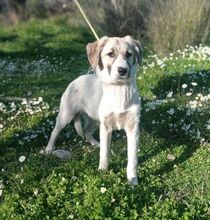 AMOR, Hund, Mischlingshund in Griechenland - Bild 1