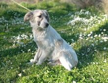 AMOR, Hund, Mischlingshund in Griechenland - Bild 2