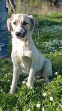 AMOR, Hund, Mischlingshund in Griechenland - Bild 3
