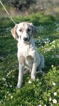 AMOR, Hund, Mischlingshund in Griechenland - Bild 5