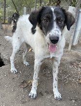 MALU, Hund, Mischlingshund in Griechenland - Bild 15