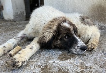 MALU, Hund, Mischlingshund in Griechenland - Bild 2