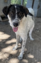 MALU, Hund, Mischlingshund in Griechenland - Bild 6