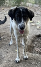 MALU, Hund, Mischlingshund in Griechenland - Bild 8