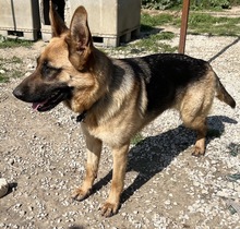 WILMA, Hund, Mischlingshund in Griechenland - Bild 10