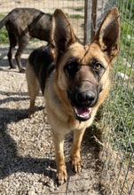 WILMA, Hund, Mischlingshund in Griechenland - Bild 5