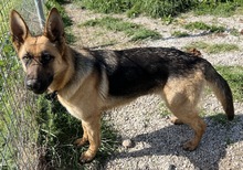 WILMA, Hund, Mischlingshund in Griechenland - Bild 6