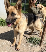 WILMA, Hund, Mischlingshund in Griechenland - Bild 8