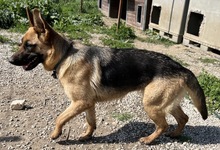 WILMA, Hund, Mischlingshund in Griechenland - Bild 9