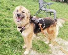JAMIE, Hund, Mischlingshund in Singhofen