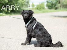 ABBY, Hund, Mudi-Curly Coated Retriever-Cocker Spaniel-Mix in Ungarn - Bild 10