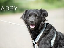 ABBY, Hund, Mudi-Curly Coated Retriever-Cocker Spaniel-Mix in Ungarn - Bild 9