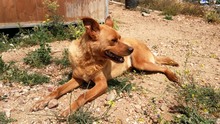 TEDDY, Hund, Mischlingshund in Spanien - Bild 5