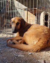 OSCAR, Hund, Mischlingshund in Kroatien - Bild 10