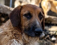 OSCAR, Hund, Mischlingshund in Kroatien - Bild 11